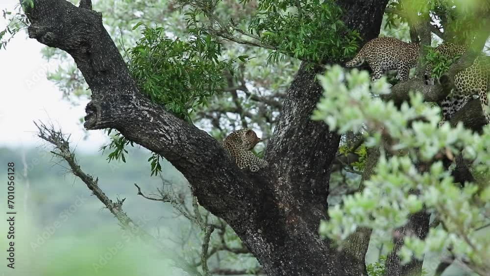 Two cut Leopard cub playing in a tree in Kruger National park, South Africa ; Specie Panthera pardus family of Felidae Two cut Leopard cub playing in a tree in Kruger National park, South Africa ; Specie Panthera pardus family of Felidae