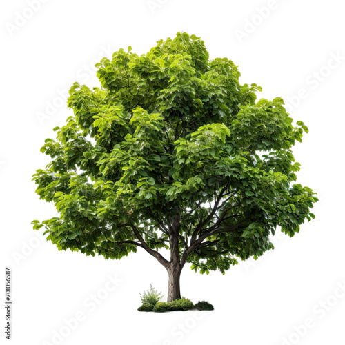 A Beautiful Big Tree Artwork on transparent background