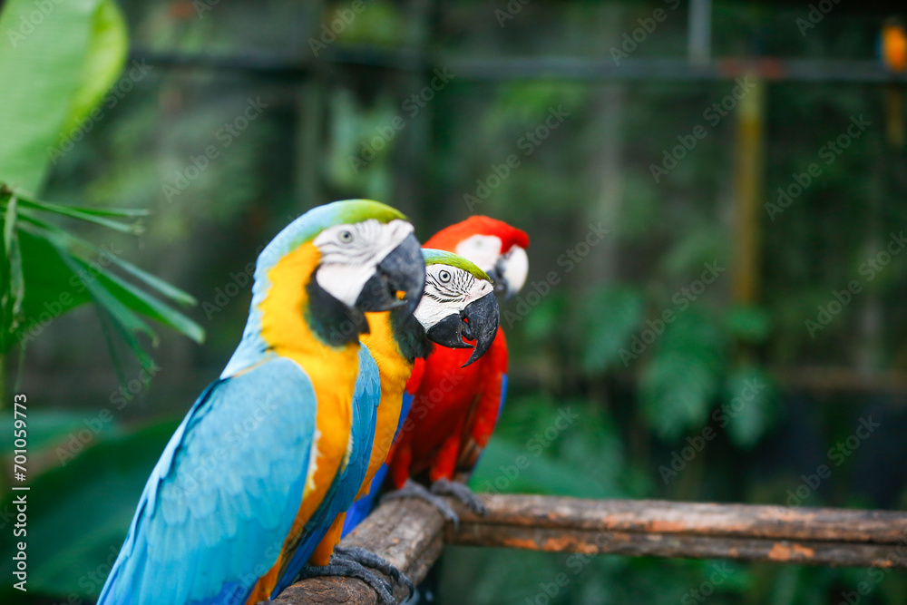 Obraz premium Three different color of macaws standing together.