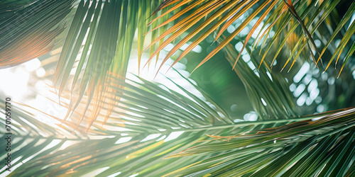 Colorful sunny background of palm leaves