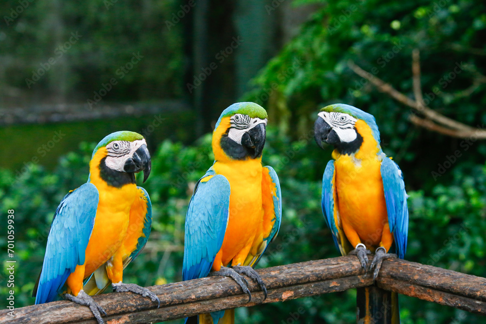 A group of Colorful macaws sitting on line in a row. in sri lanka zoo.