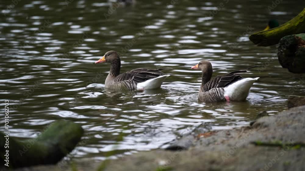 Video of Greylag goose in zoo Video of Greylag goose in zoo