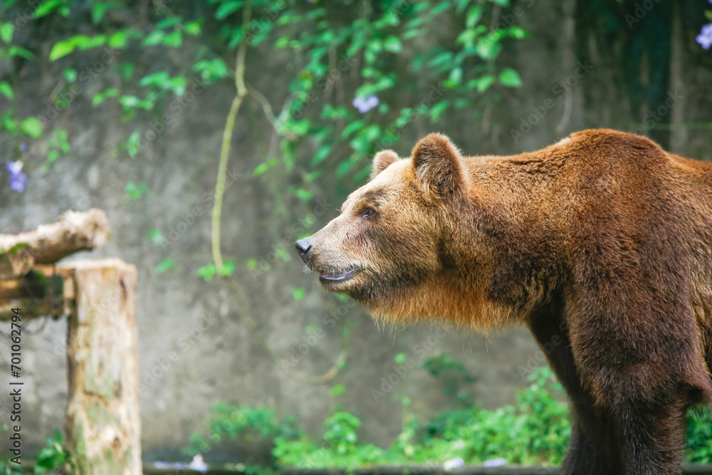 Obraz premium Closeup of huge adult brown bear looking Something. in Dehiwala