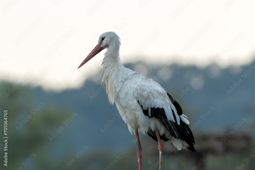 The white stork (Ciconia ciconia) The white stork (Ciconia ciconia)