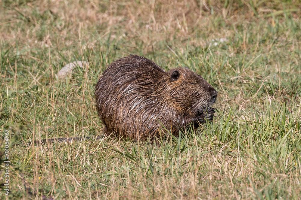 A brown nutria (Myocastor coypus) foraging in the grass A brown nutria (Myocastor coypus) foraging in the grass