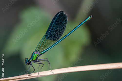 Photos A western demoiselle (Calopteryx xanthostoma)