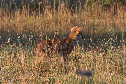 A red fox (Vulpes vulpes) on tail grass © Guillaume