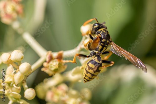 An European paper wasp (Polistes dominula) photo