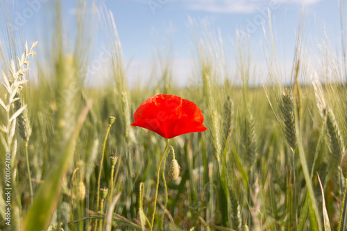A bright red poppy in a green wheat field on a sunny day. 