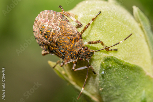A brown marmorated stink bug (Halyomorpha halys)