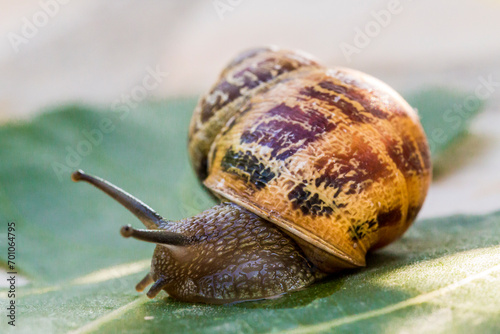 a garden snail (Cornu aspersum) on a stone photo