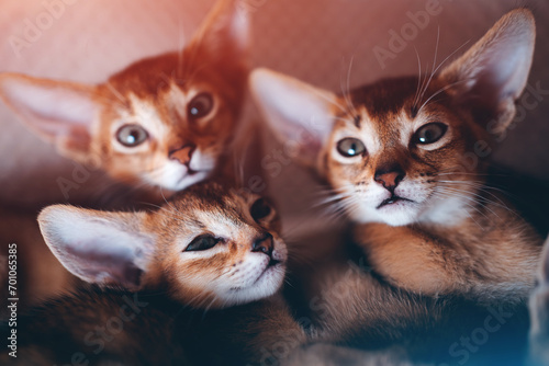 closeup of funny small kittens abyssinian breed lies in soft pet house photo