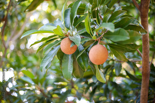 Closeup of fresh sapodilla fruit on sapodilla tree with green leaves photo