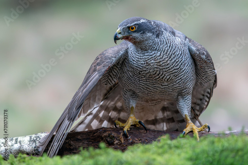 Adult of Northern Goshawk (Accipiter gentilis) on a branch with a prey in the forest of Noord Brabant in the Netherlands. 