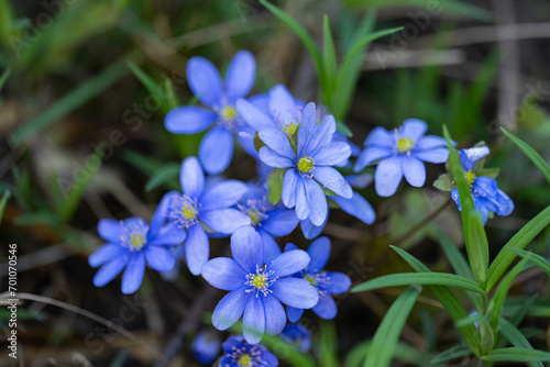 hepatica nobilis