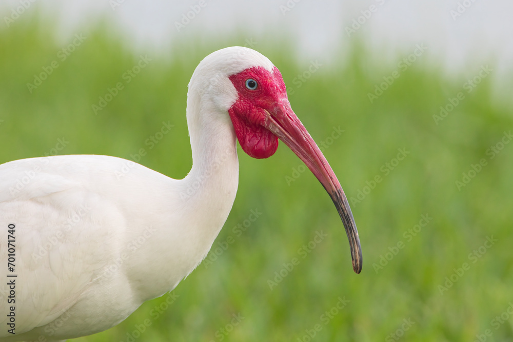 Obraz premium American White Ibis (Eudocimus albus) walking through grass head portrait at Lake Morton, Florida, USA