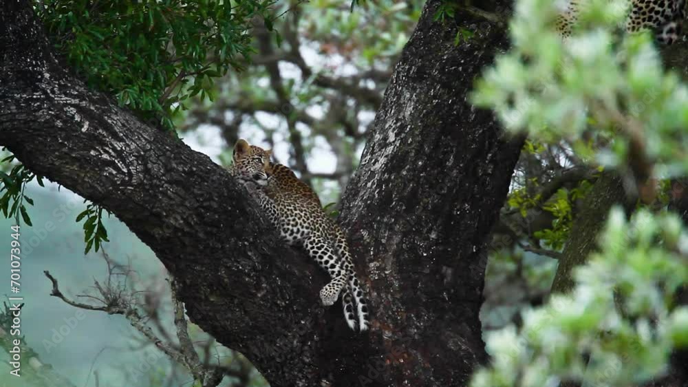 Two cute Leopard cubs in a tree in Kruger National park, South Africa ; Specie Panthera pardus family of Felidae Two cute Leopard cubs in a tree in Kruger National park, South Africa ; Specie Panthera pardus family of Felidae