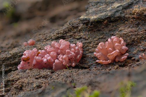 Purple jellydisc fungi