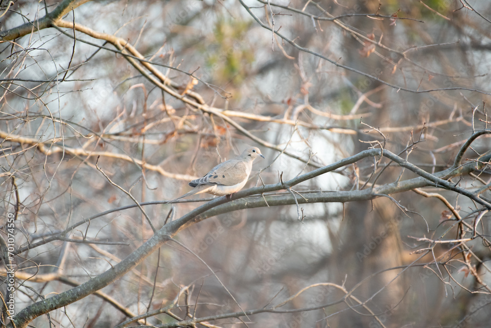 Mourning Dove Mourning Dove
