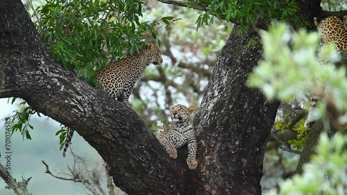 Two cute Leopard cubs in a tree in Kruger National park, South Africa ; Specie Panthera pardus family of Felidae