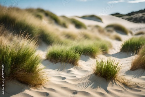 cactus in the desert, 
Rainbow in the dunes at Texel island in the Wadden sea region stock photo photo