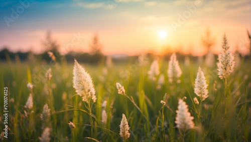 Beautiful blurred background  Spring nature image  Neatly trimmed lawn photos  Trees against blue sky visuals  Bright sunny day landscape  Spring nature with clouds stock