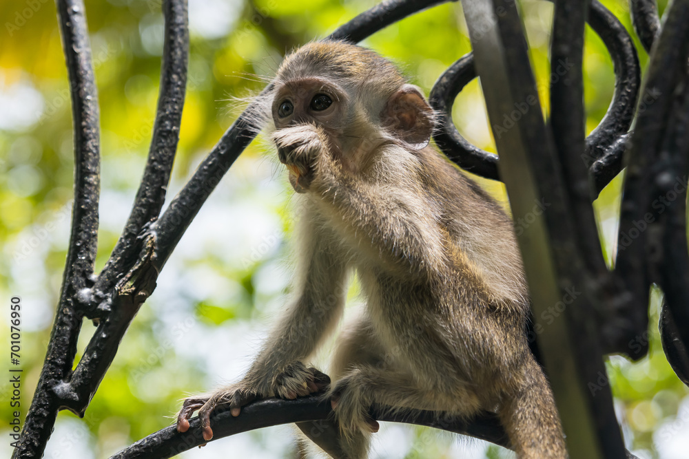 Naklejka premium Barbados, Wildlife Reserve: portrait of a baby green monkey in the tropical garden.