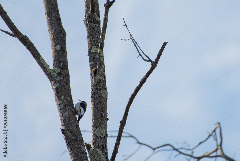Red Headed Woodpecker Red Headed Woodpecker