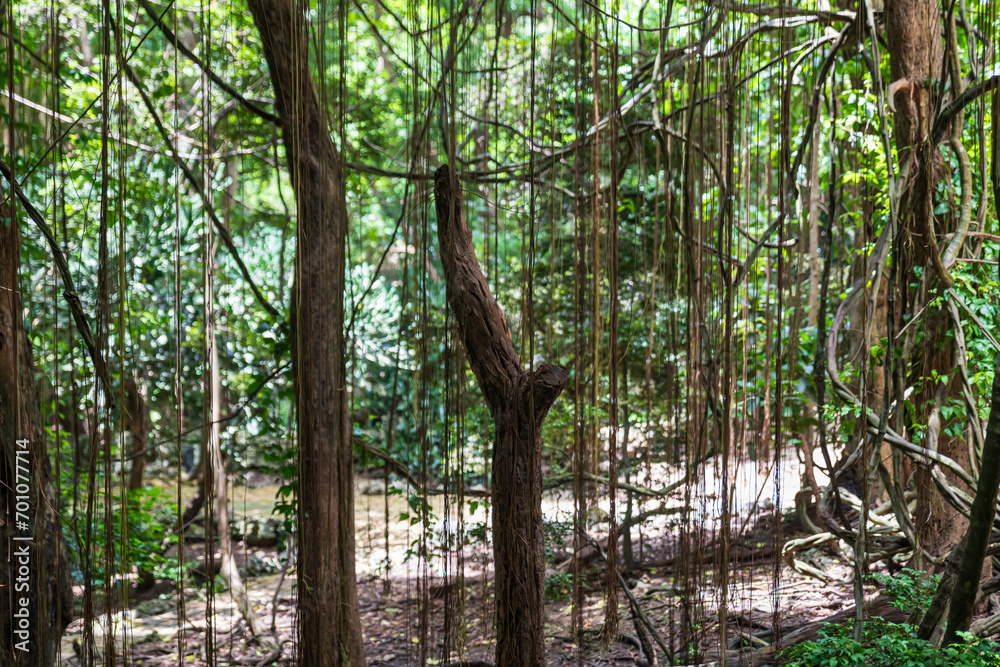 Obraz premium Flower Forest Botanical Garden, Barbados: thick and lush tropical vegetation walking inside the forest.