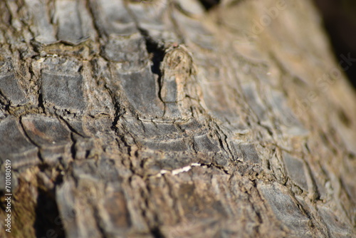 Macro photo background of trunk bark