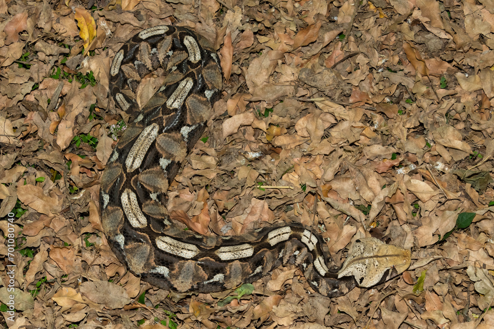 Gaboon Adder (Bitis gabonica), also called the Gaboon Viper, displaying its beautiful camouflage patterns against the dead leaves of the forest floor Gaboon Adder (Bitis gabonica), also called the Gaboon Viper, displaying its beautiful camouflage patterns against the dead leaves of the forest floor