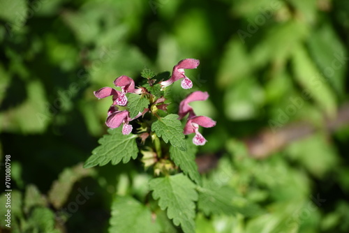 Mauve nettle flower (urtica) with blurred background © Oberce