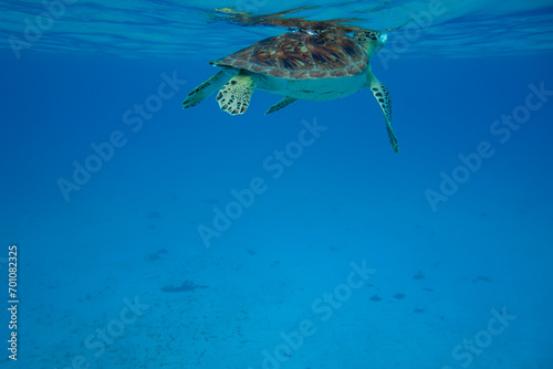 Carisle Bay, Barbados, Caribbean Sea: swimming of an isolated sea turtle in the transparent tropical water. © Giongi63
