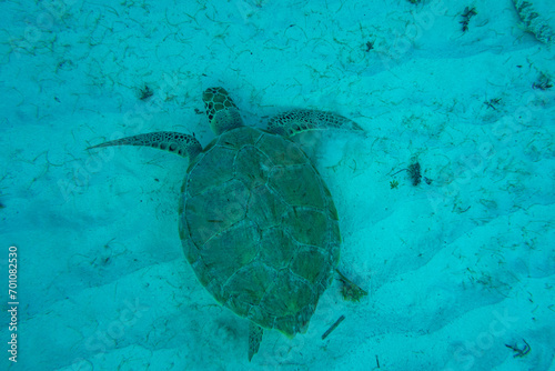 Carisle Bay, Barbados, Caribbean Sea: an isolated sea turtle in the transparent tropical water on white sand.