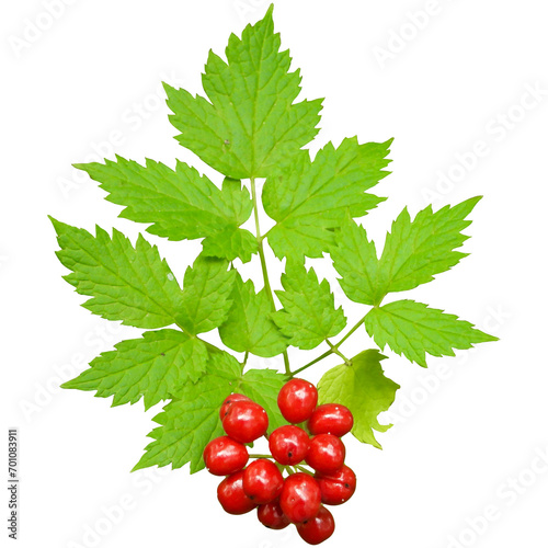 Actaea rubra (Red Baneberry) Native North American Woodland Plant Isolated on White Background