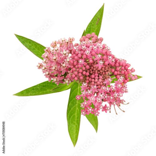 Asclepias incarnata (Swamp Milkweed) Native North American Wetland Wildflower