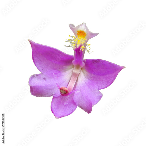 Calopogon tuberosus (Tuberous Grass-pink) Orchid Native North American Wetland Wildflower Isolated with White Background  photo