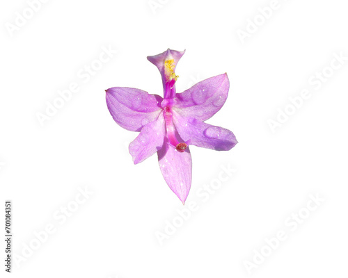 Calopogon tuberosus (Tuberous Grass-pink) Orchid Native North American Wetland Wildflower Isolated with White Background  photo