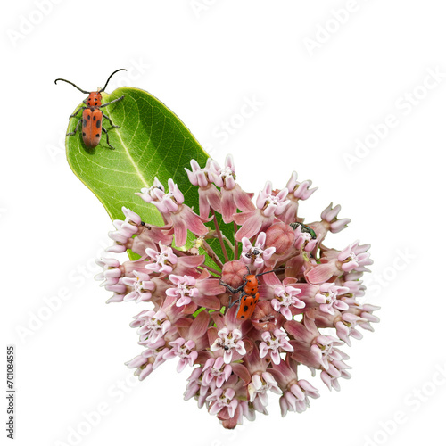 Asclepias syriaca (Common Milkweed) Native North American Prairie Wildflower with Red Milkweed Beetle Isolated with a White Background photo