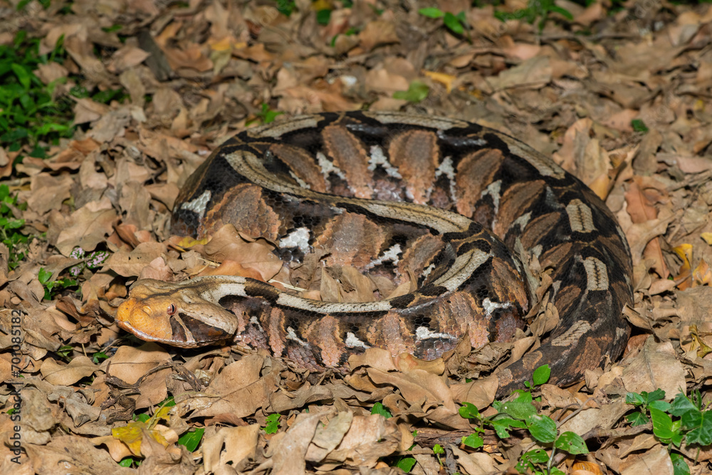 The beautiful camouflage of the Gaboon Adder (Bitis gabonica), also called the Gaboon Viper, in its natural habitat The beautiful camouflage of the Gaboon Adder (Bitis gabonica), also called the Gaboon Viper, in its natural habitat