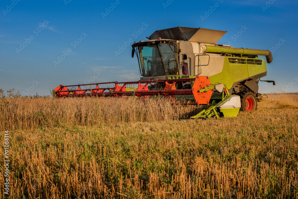 combine harvester in a grain field at the end of summer