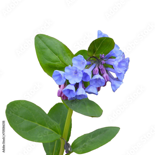 Mertensia virginica (Virginia Bluebells) Native North American Woodland Wildflower Isolated