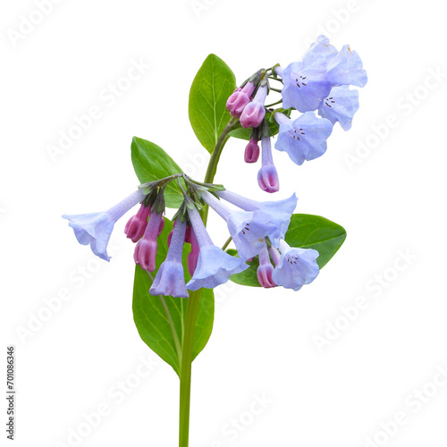 Mertensia virginica (Virginia Bluebells) Native North American Woodland Wildflower Isolated photo