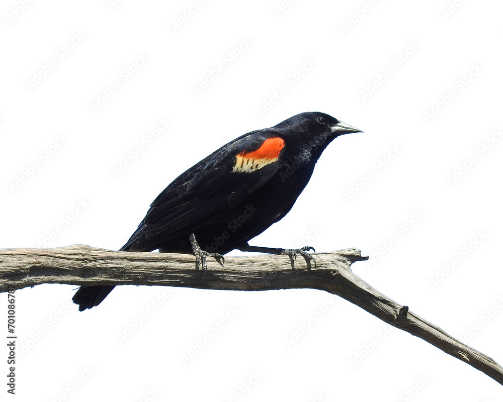 Obraz premium Red-winged Blackbird (Agelaius phoeniceus) Common North American Bird Isolated