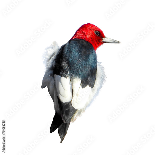 (Melanerpes erythrocephalus) North American Bird Isolated  photo