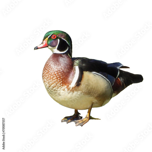 Isolated Wood Duck (Aix sponsa) North American Waterfowl with White Background photo