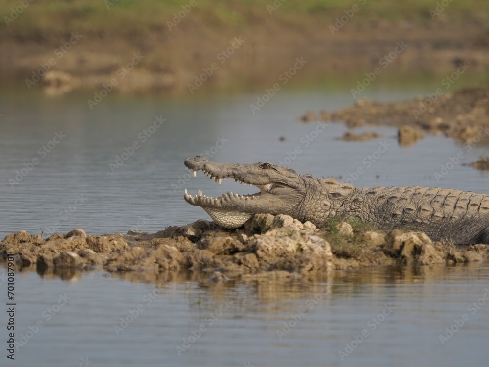 Marsh Crocoldile in River Chambal Marsh Crocoldile in River Chambal