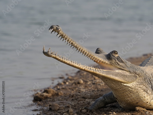 Gharial with open mouth