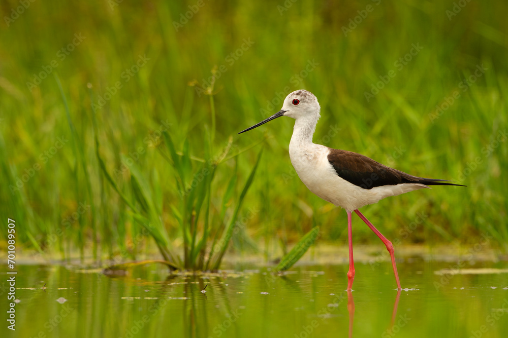 Szczudłak (Himantopus himantopus)