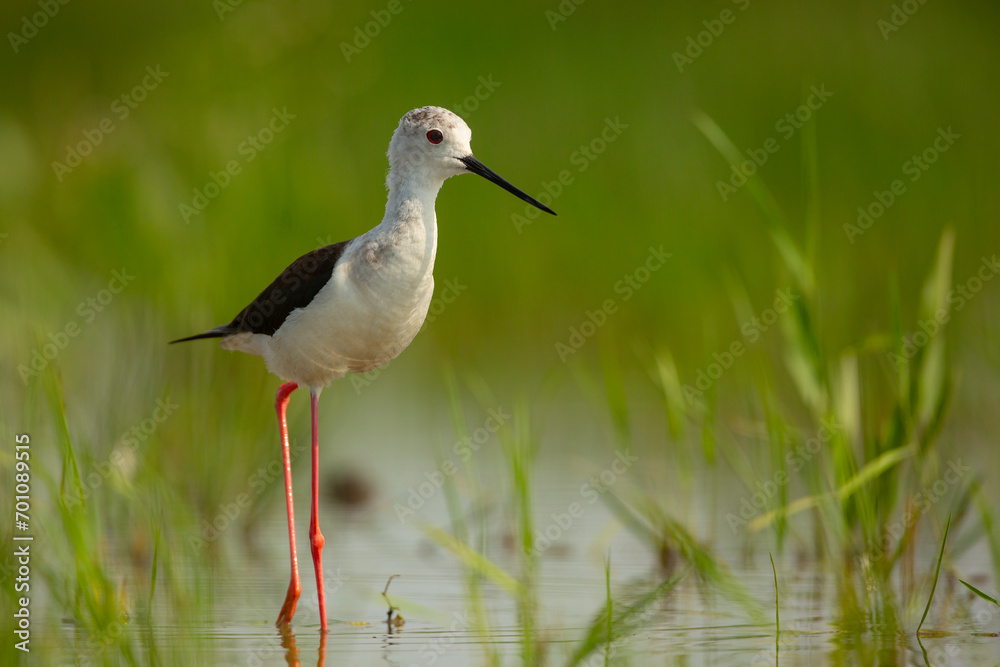 Szczudłak (Himantopus himantopus)